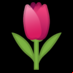 :tulipán: